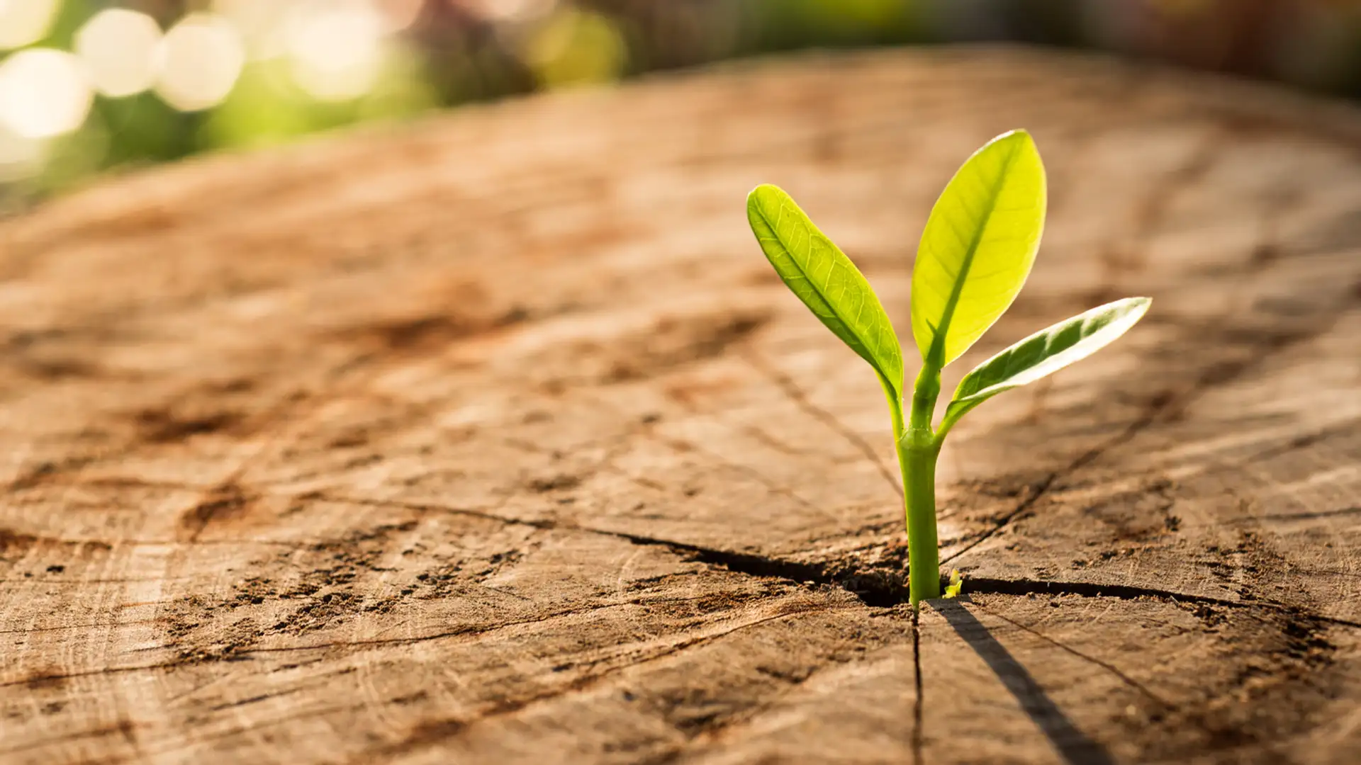 "And There Shall Be No More Death"