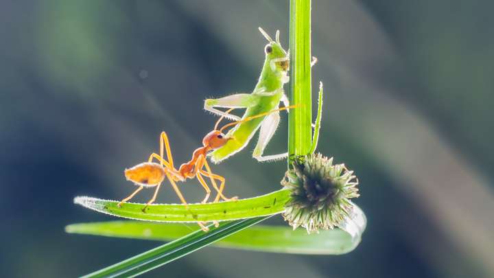 BITE: "The Grasshopper and the Ants" by Donna Washington