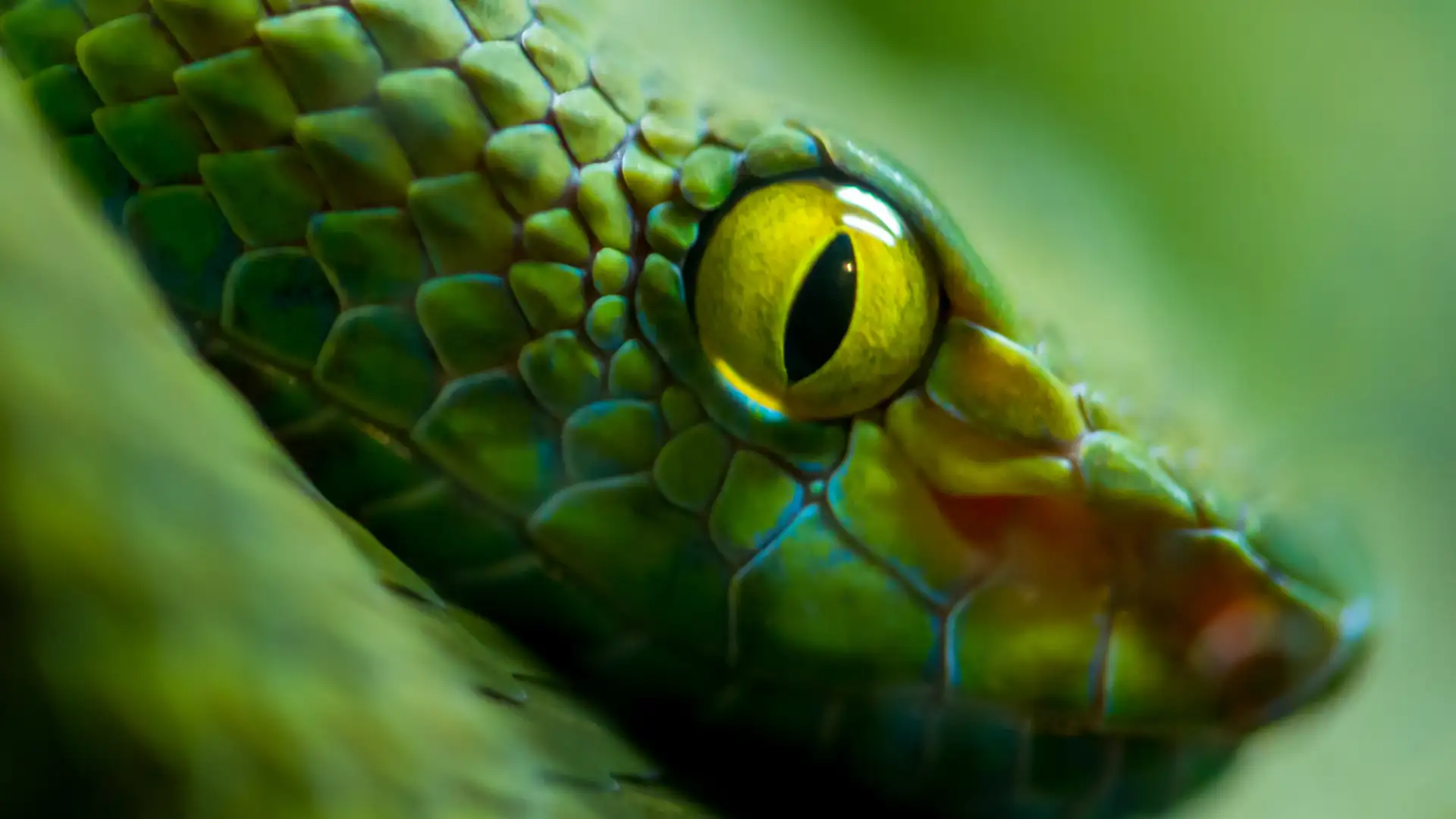 Venom Curator Saves Snakes