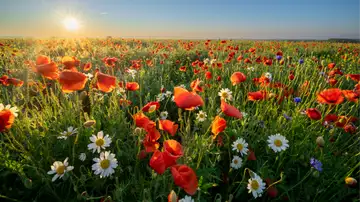 Brightness of Hope