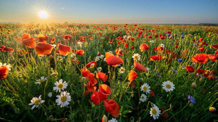 Brightness of Hope