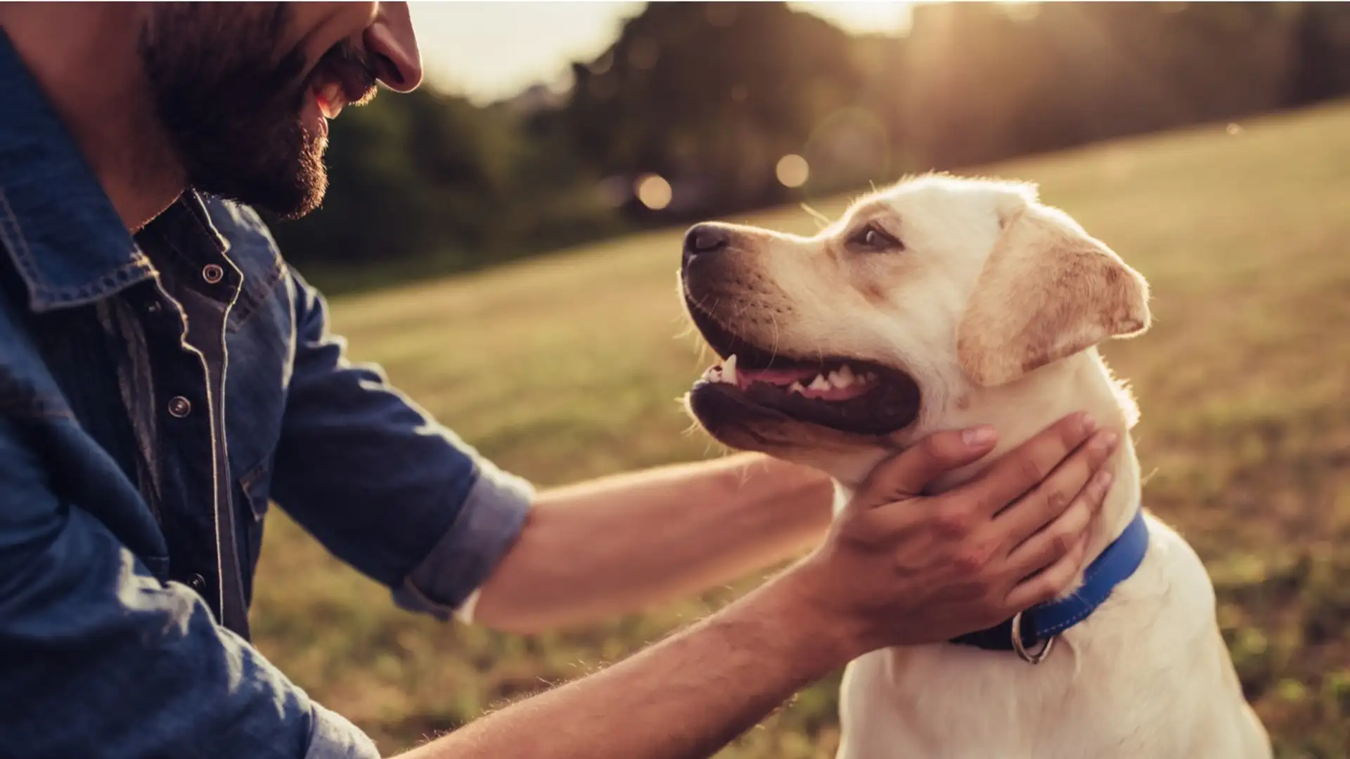 Man's Best Friend