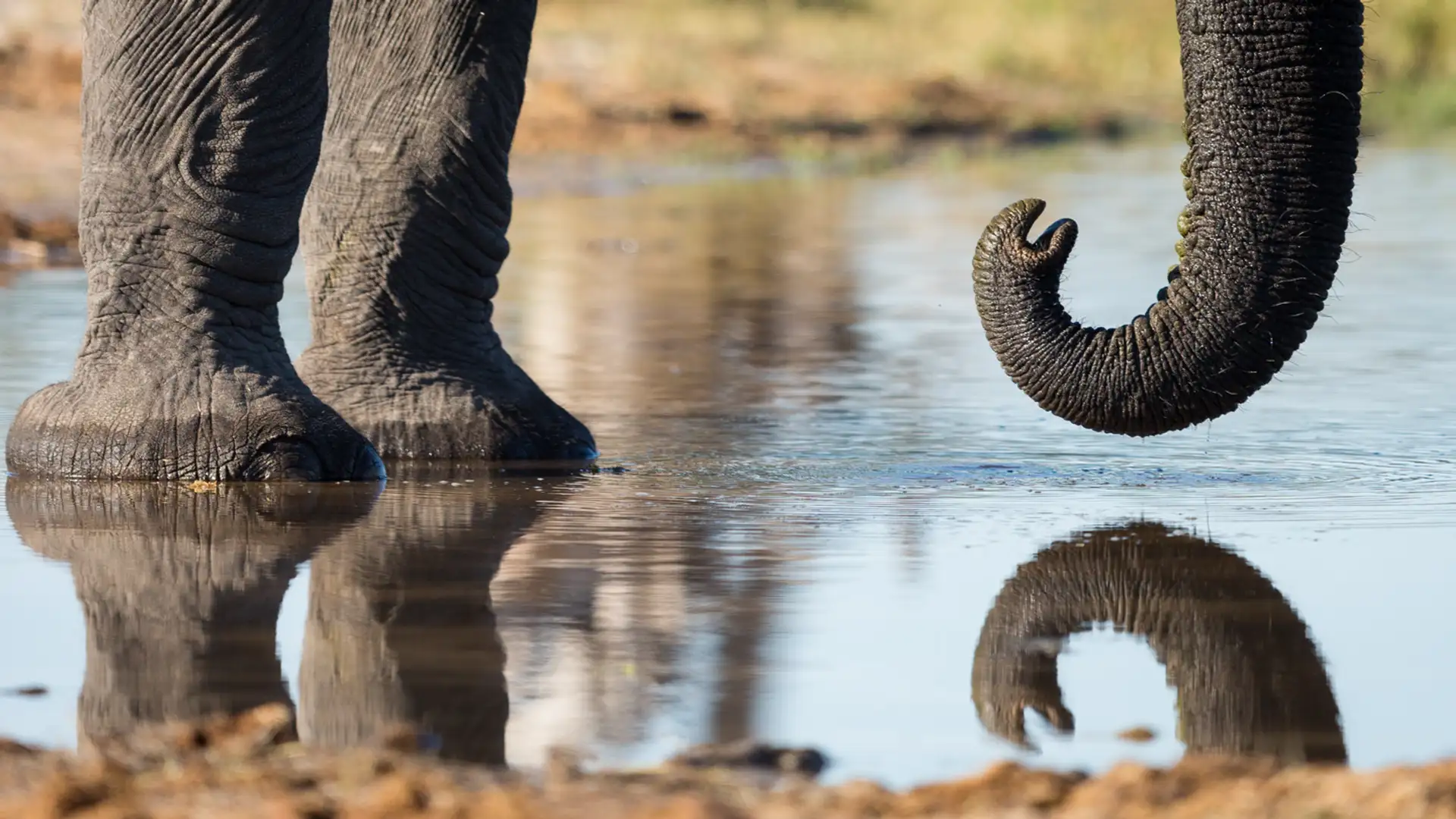 The Elephant's Child