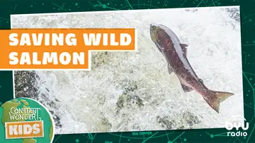 Saving Wild Salmon