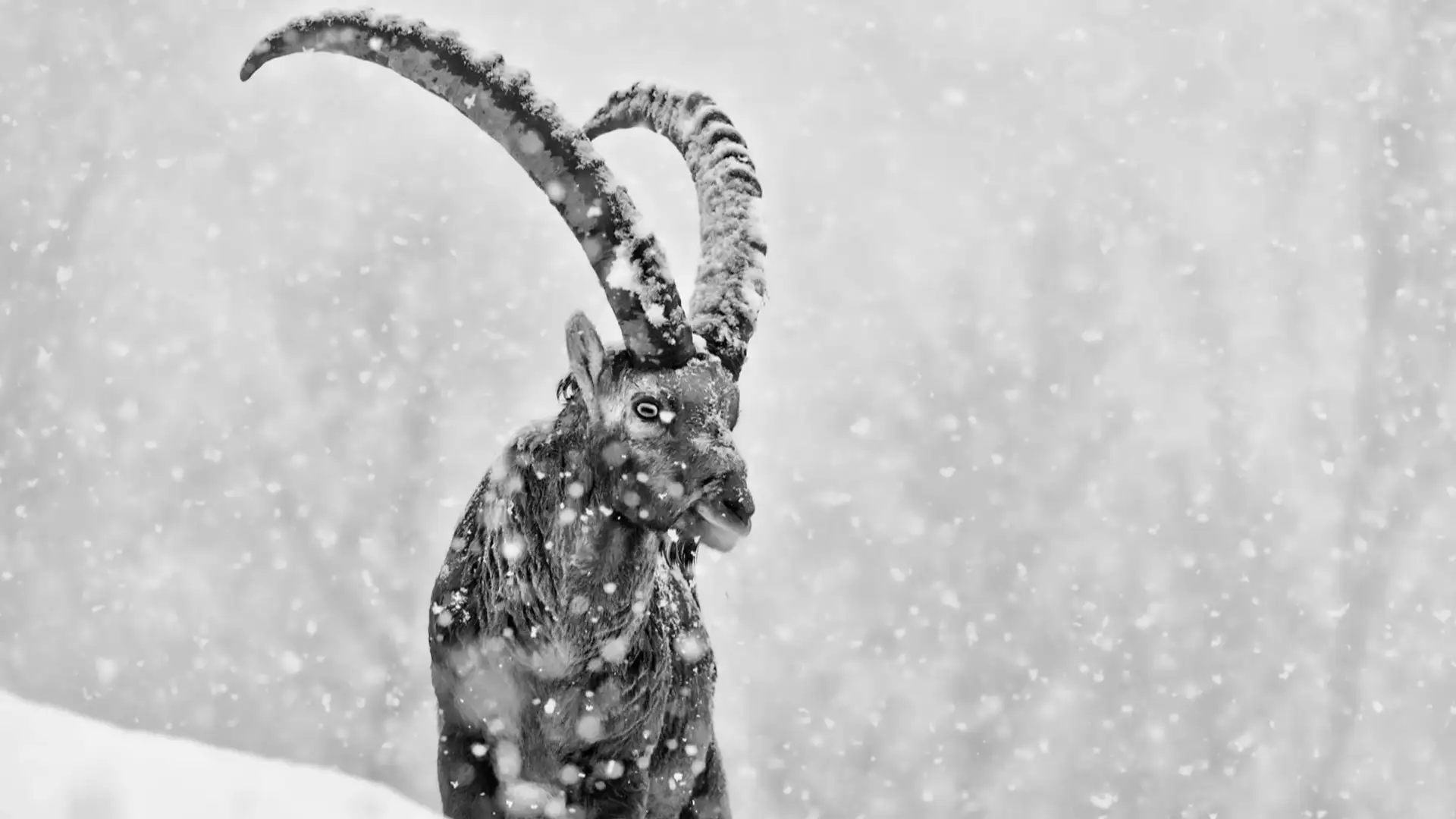 The Little Ice Age