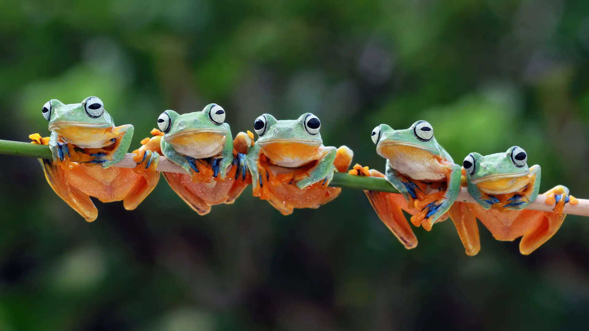 Frogs and the Southern Imagination