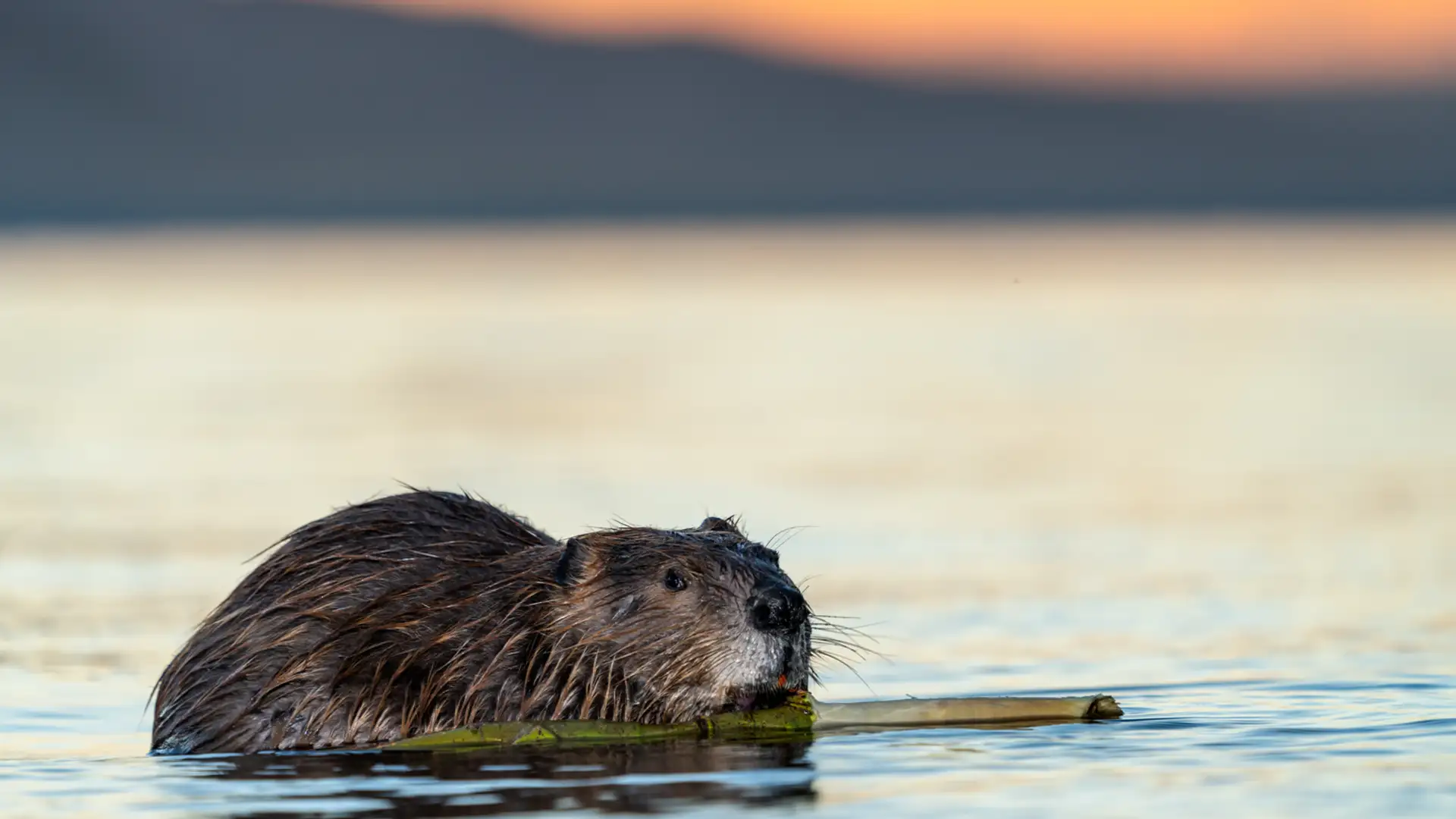 Bring Back the Beavers!
