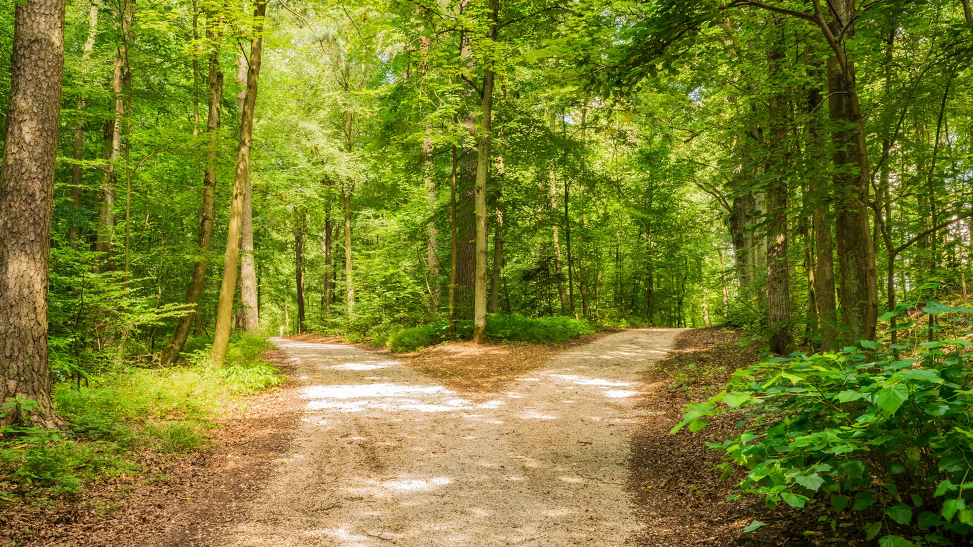 Alice's Important Choice in Wonderland