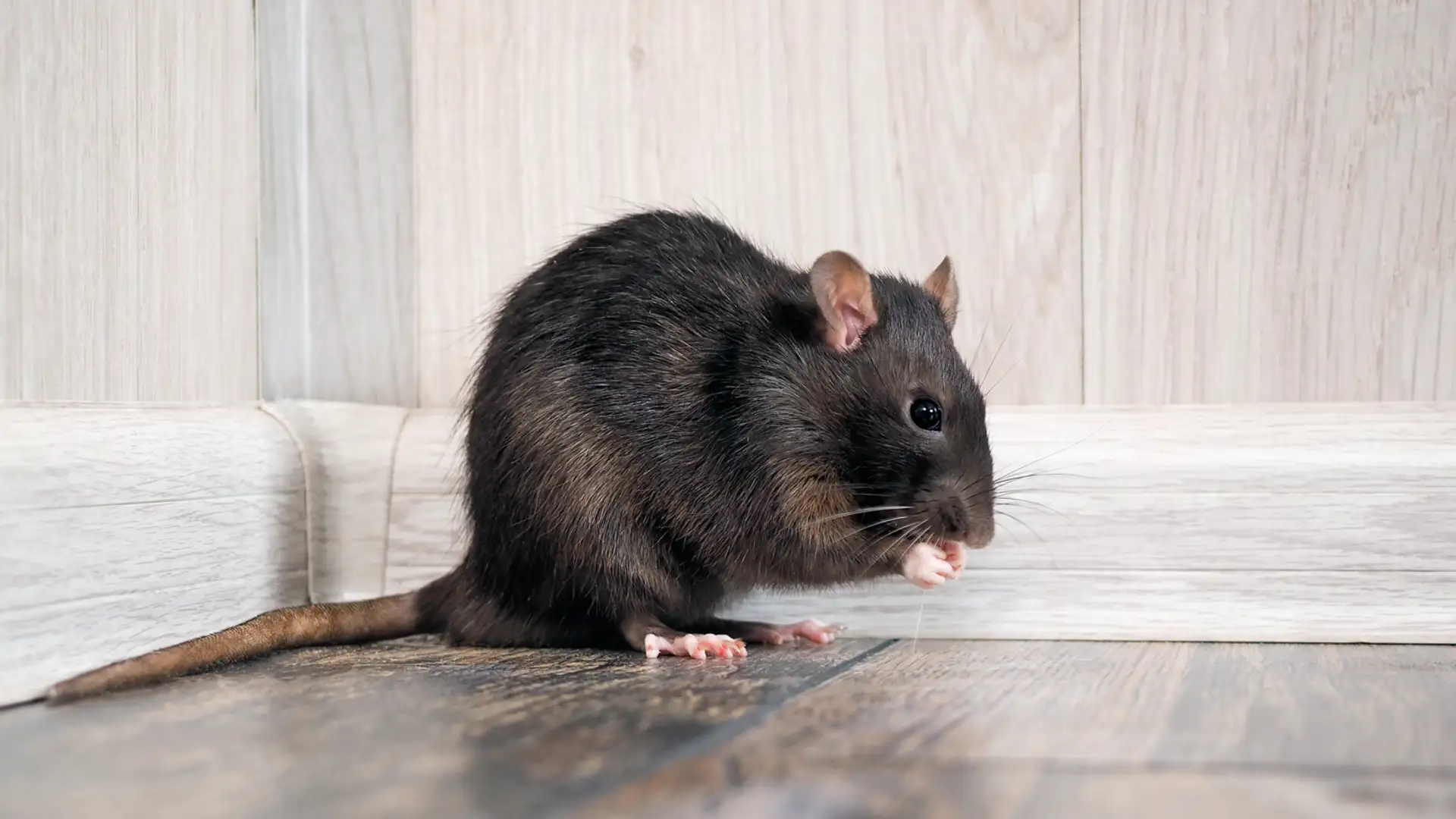 What a Failed Rat Hunt Says About Colonialism