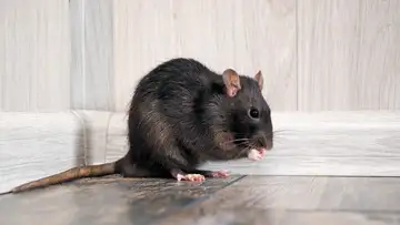 What a Failed Rat Hunt Says About Colonialism