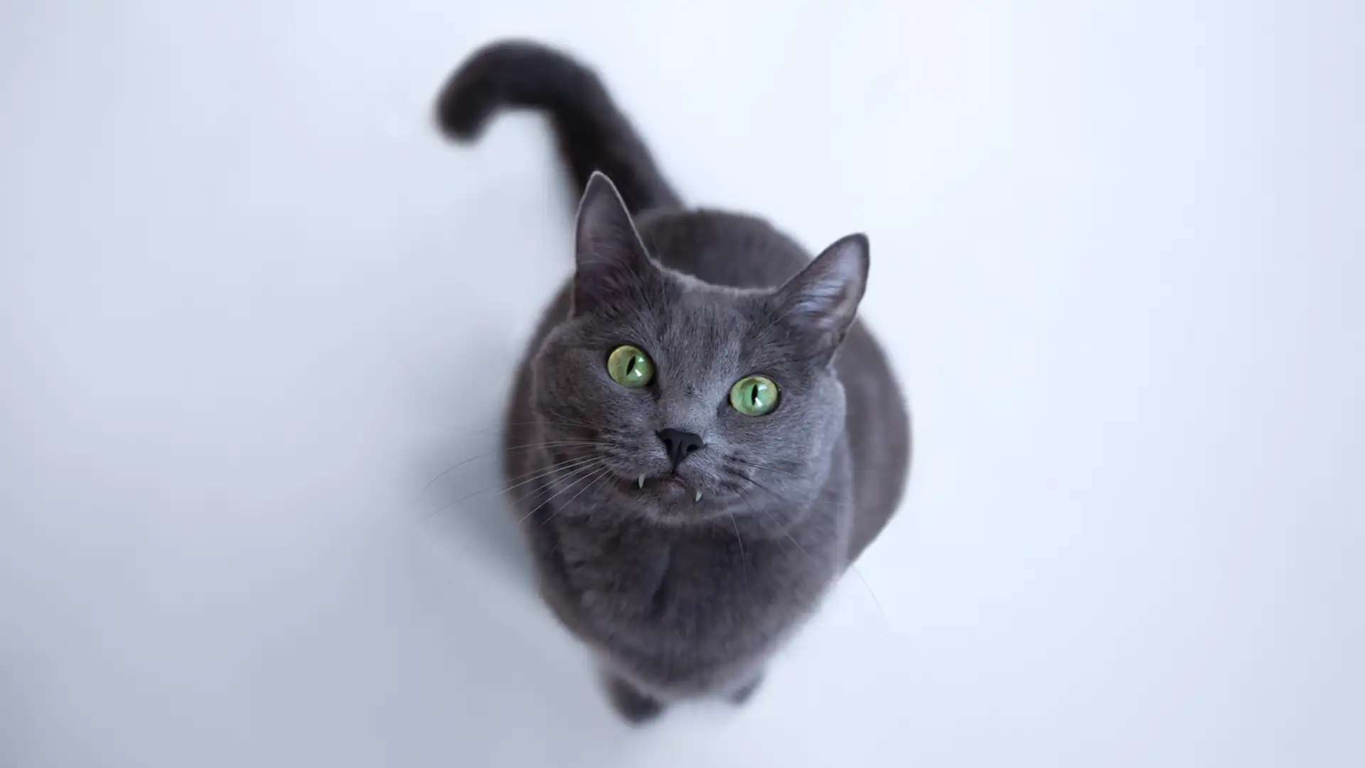 EXTRA: "Our Cat Niko Loves Leslie and Wants Me Gone" by George McEwan