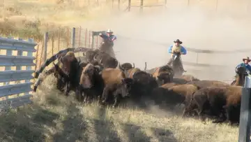 Bison