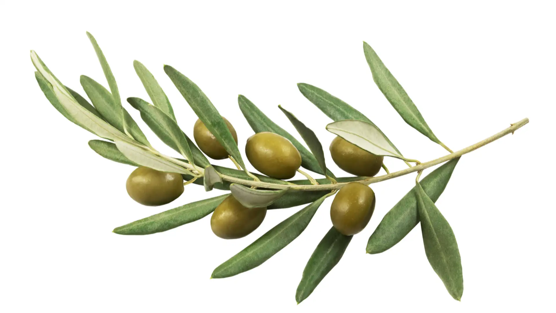 Kindness and Righteous Judgement