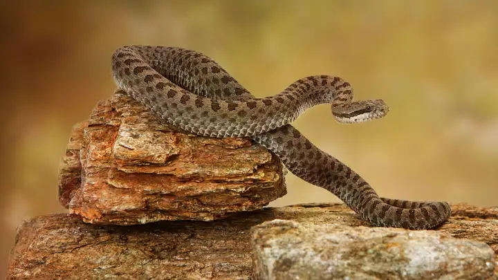 Snake Hiking Story