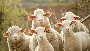 Flies—How Bad Can They Be?