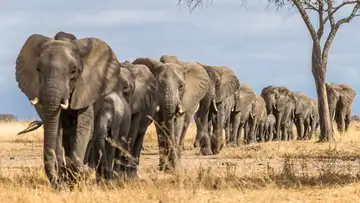 What Animal Rituals Teach Us About Our Own Culture