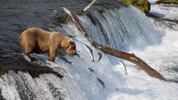 The Bears of Brooks Falls 