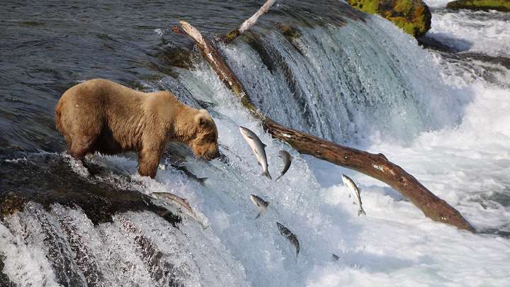 The Bears of Brooks Falls