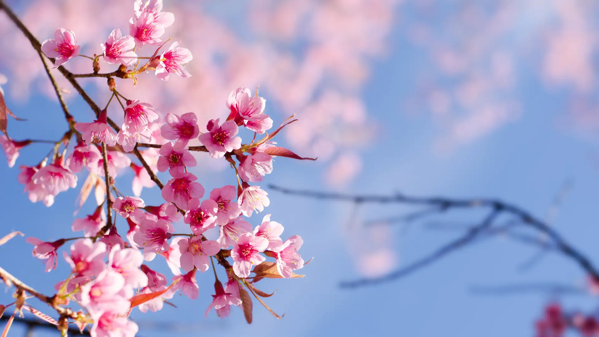 The Man Who Could Make the Trees Blossom