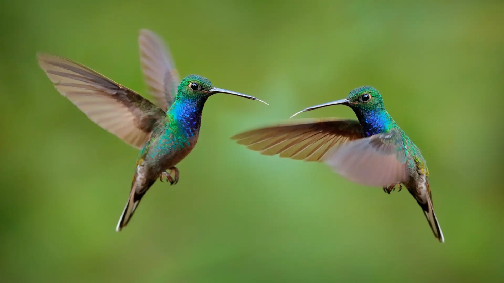 Searching for Birds and Butterflies