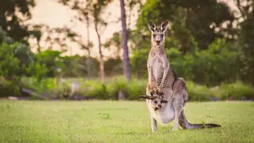 Giggly Biggly and the Invitation