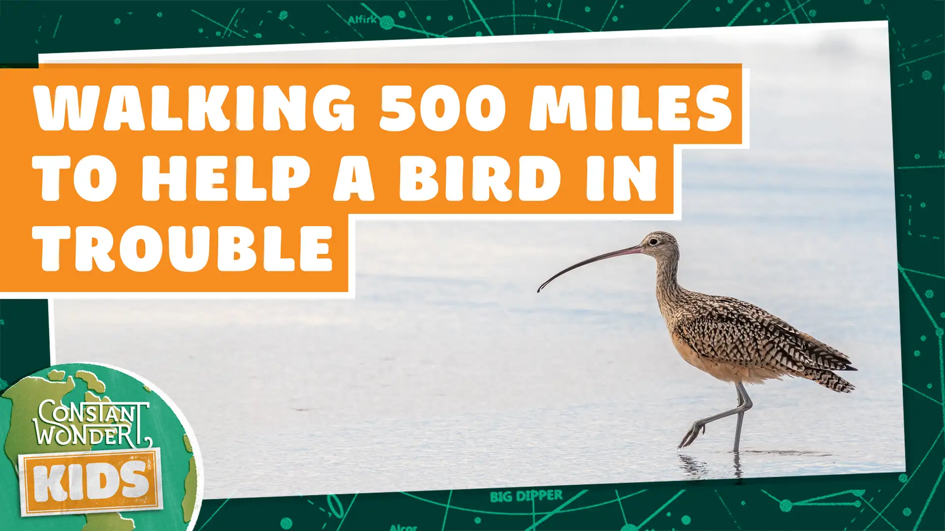 Walking 500 Miles to Help a Bird in Trouble