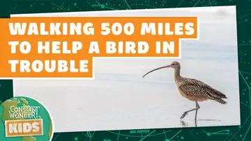 Walking 500 Miles to Help a Bird in Trouble