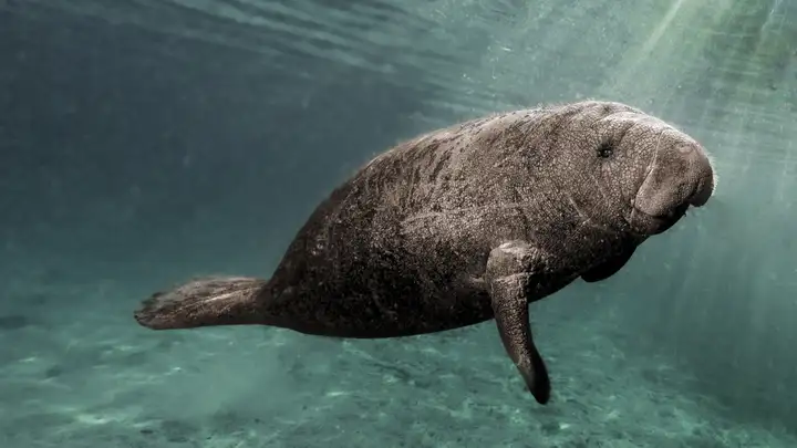 Giant Manatees Off the Bering Strait
