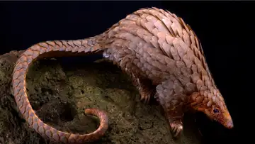 Pangolins Are the Most Trafficked Animal Worldwide