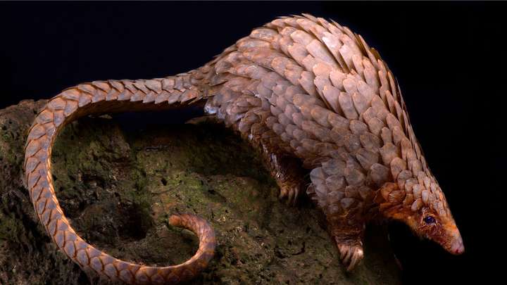 Pangolins Are the Most Trafficked Animal Worldwide