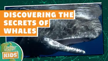 Discovering the Secrets of Whales