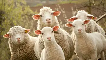 One Gilded Age Eccentric's Fight for the Rights of Animals
