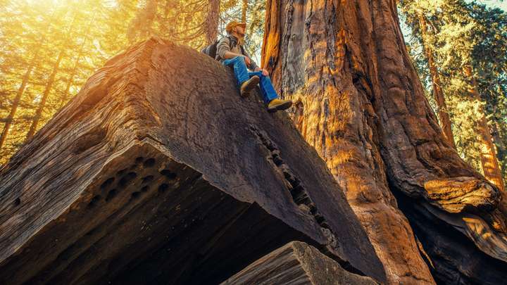 Sequoia National Park 