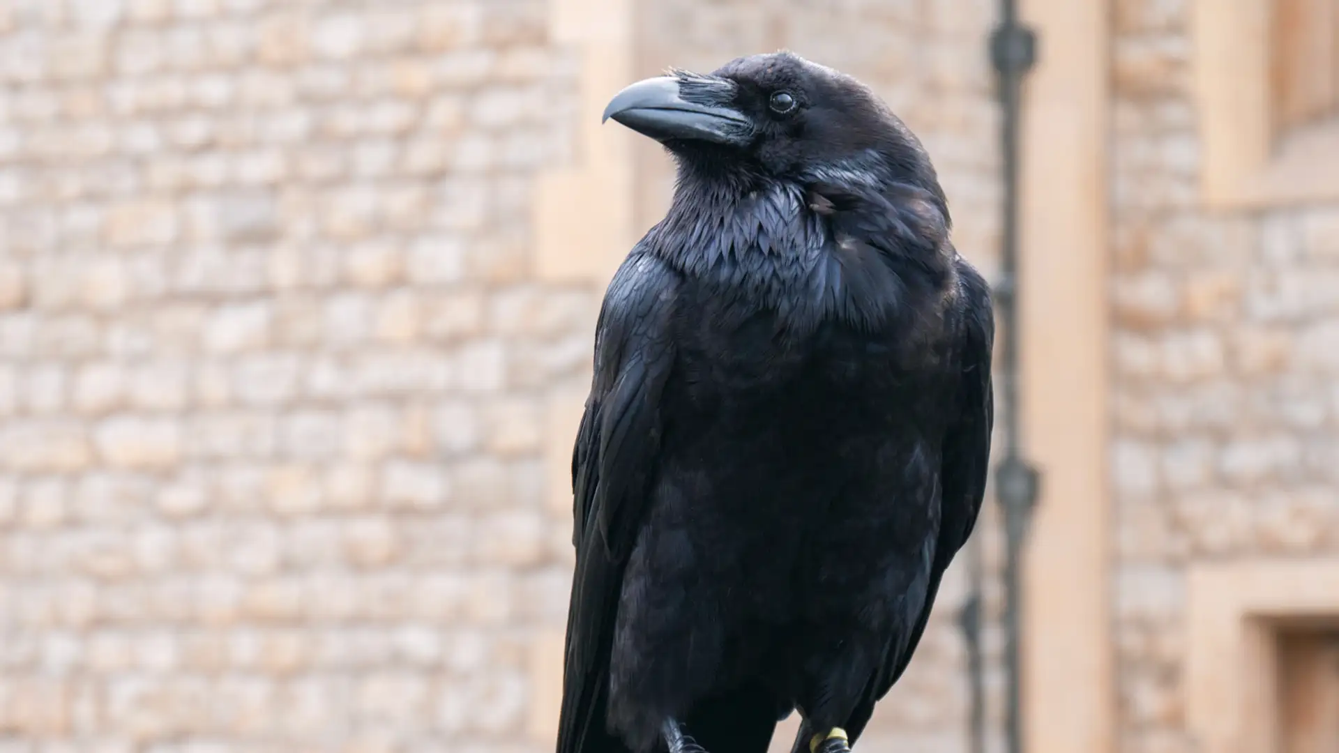 EXTRA **** "Crow's Story" by Susan Strauss