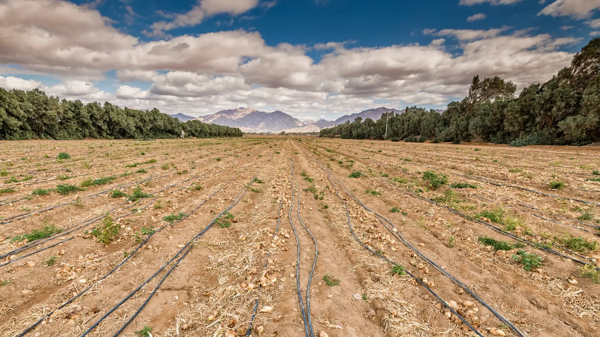 Syrian Agriculture and Peace