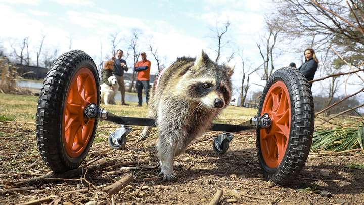 Raccoon-ing and Rolling