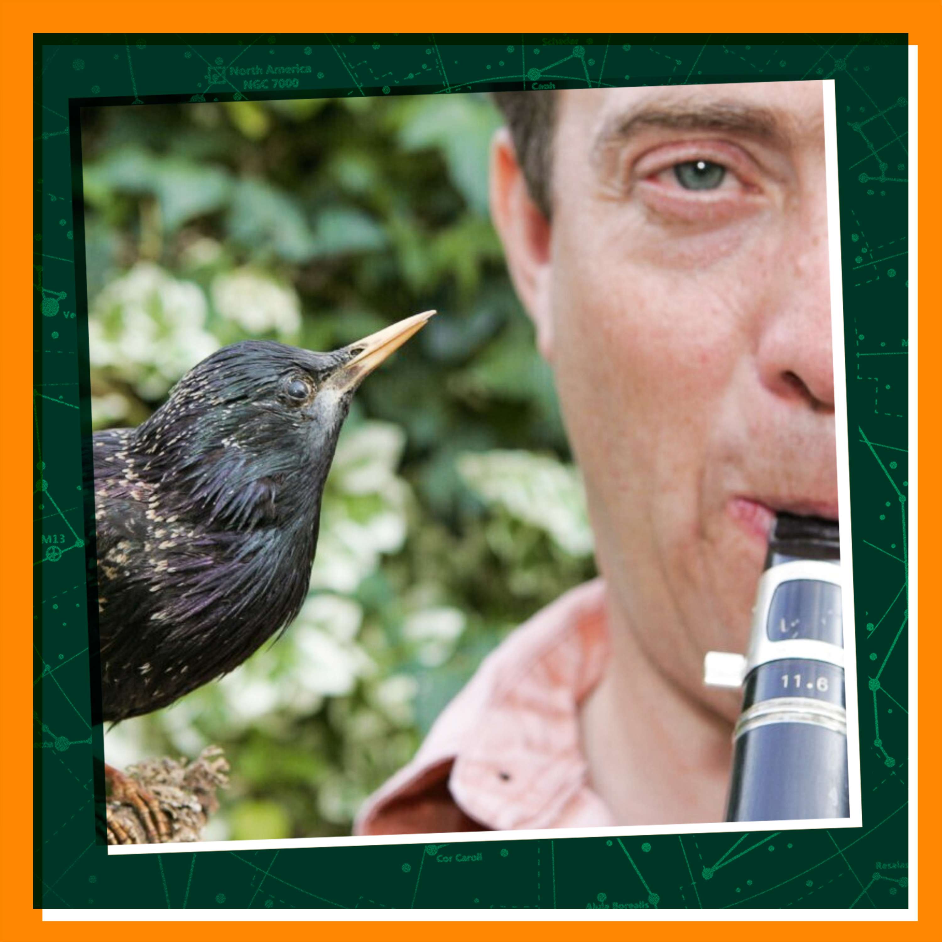 Replay: Make Some Animal Music
