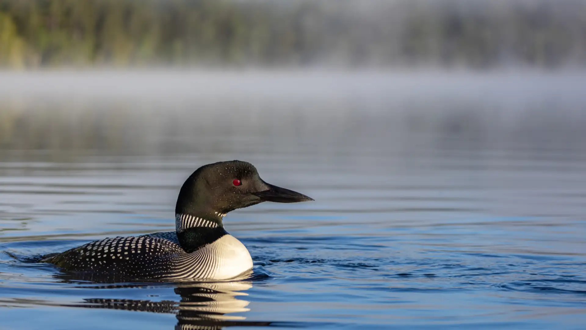 The Loon Mother