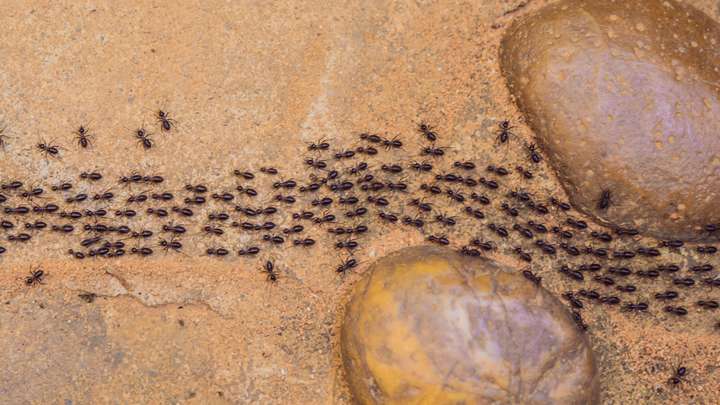 EXTRA: "Why Ants are Found Everywhere" by Martha Hamilton and Mitch Weiss