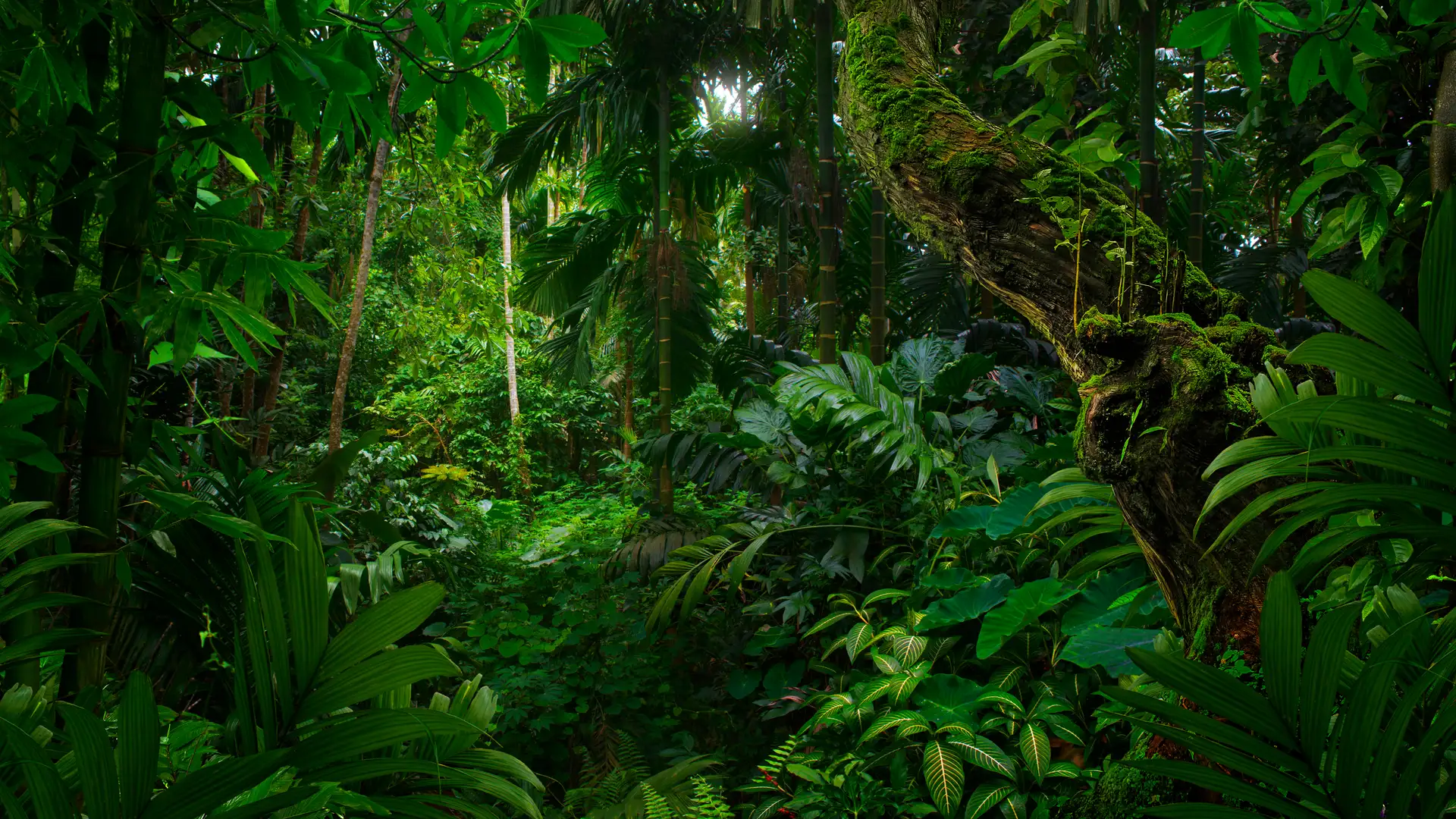 Welcome to the Jungle