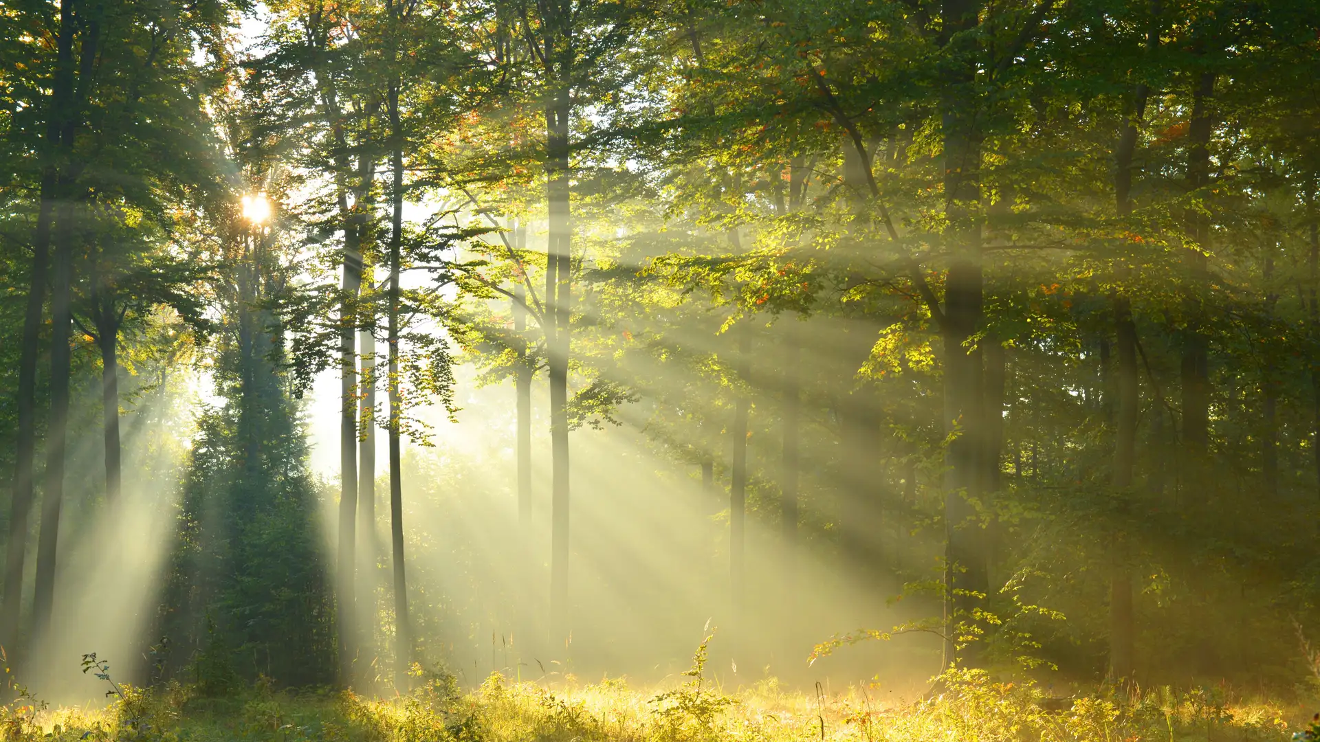 Gratitude Focus for January: AWARENESS