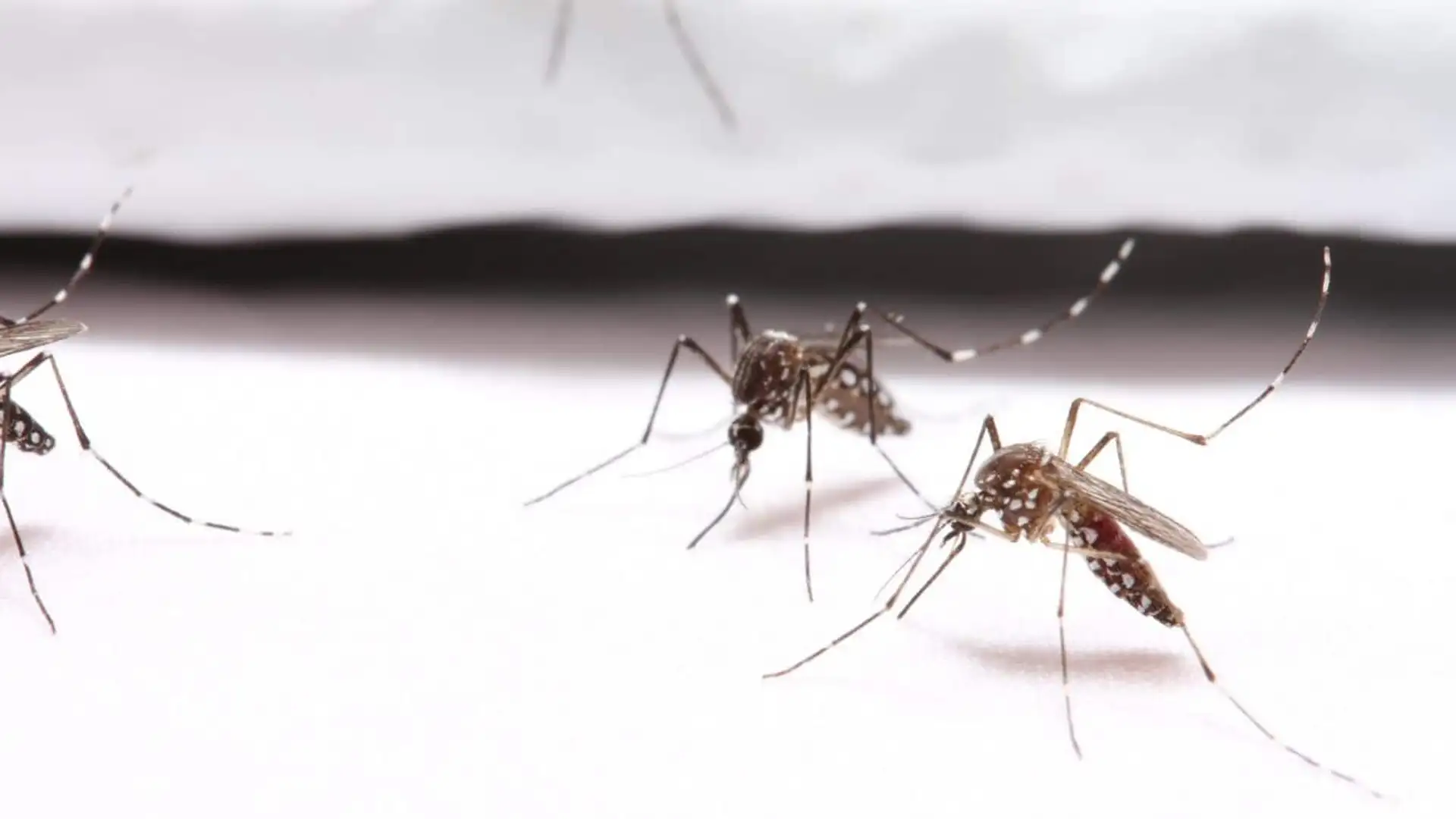 Mosquito-Proof Fabrics