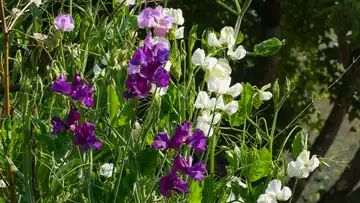 How Plants Make Decisions