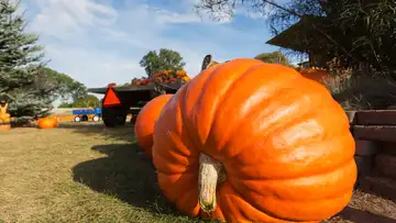 Pumpkin Passion