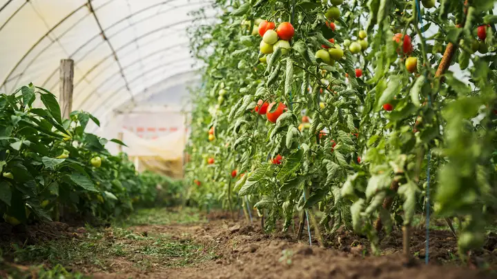 Arctic Greenhouses