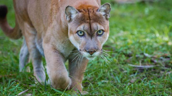 Protecting Panthers