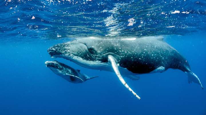 NatGeo Photographer Gets Up Close, Underwater with Whales