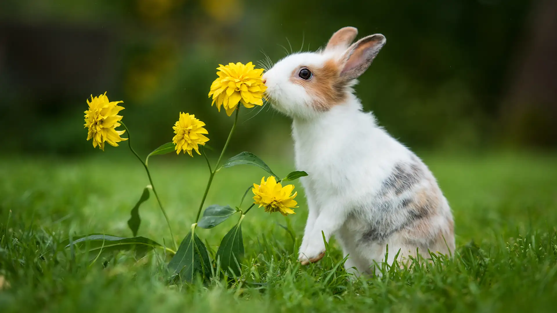 Hugs, Hope, and Hoppiness