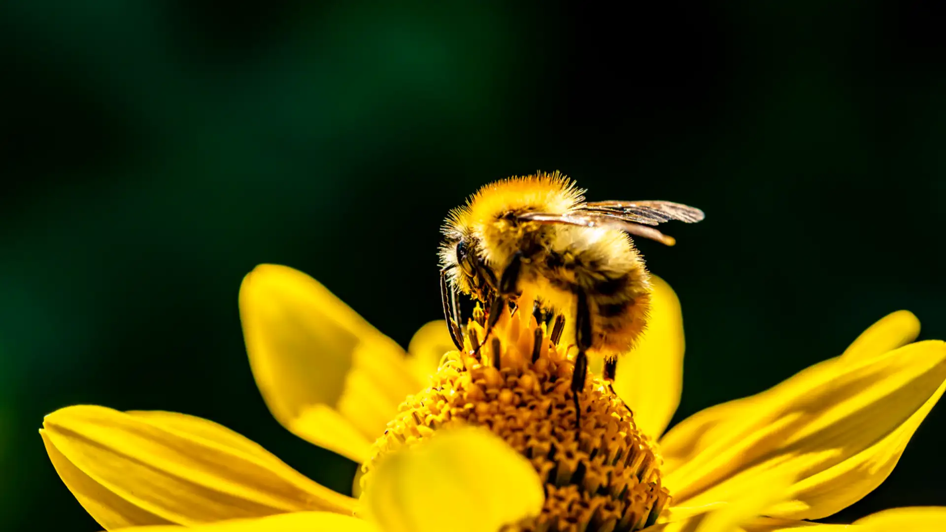 EXTRA: "Woe is me Bones" by Jay O'Callahan