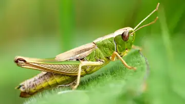 The Grasshopper and the Ants